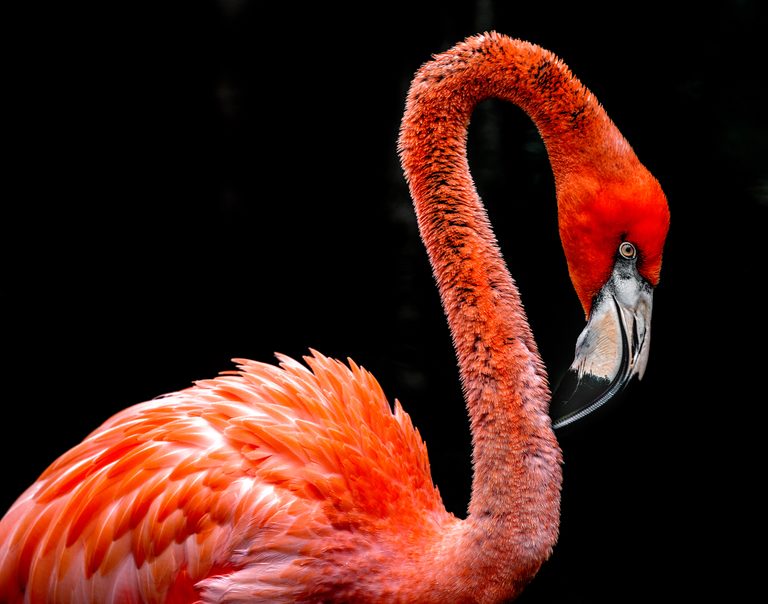 Close-up of an orange-pink flamingo with a curved neck, pale eye and black-tipped bill against a dark background.