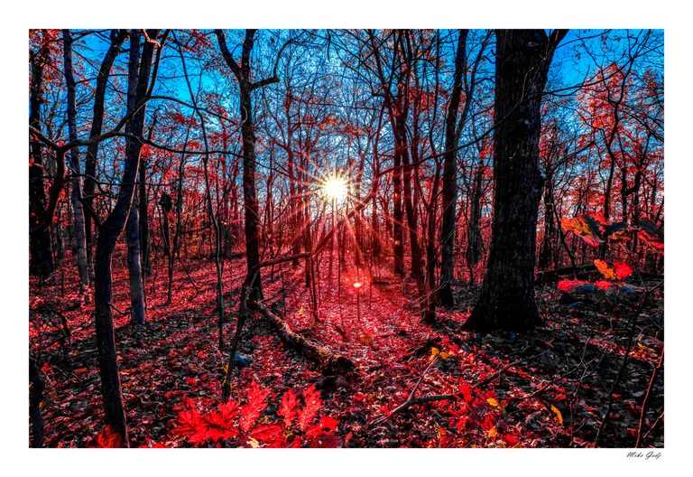 Sunlight bursts through dark forest trunks amid vivid red leaves and fallen foliage beneath a bright blue sky.