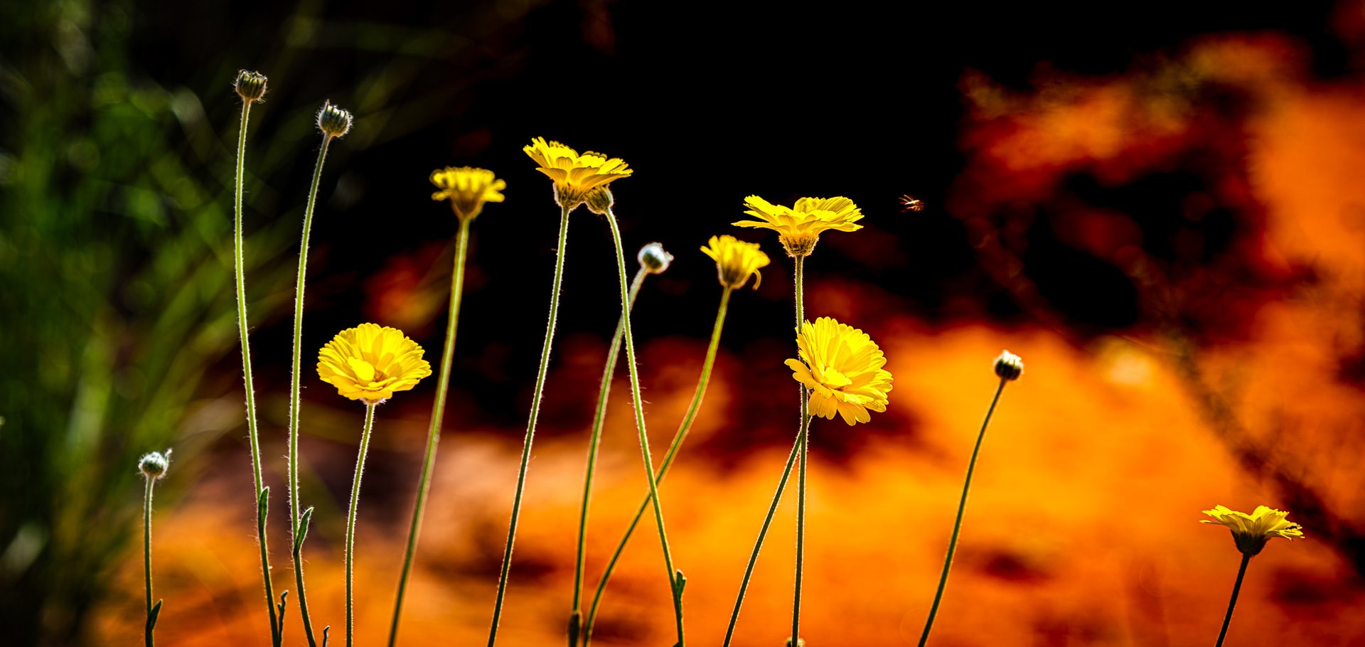 Botanical Fire — A Chorus Of Gold